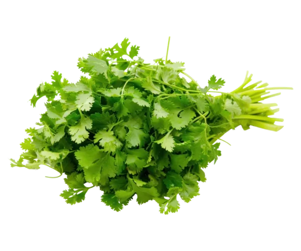 Coriander-leaves-mei